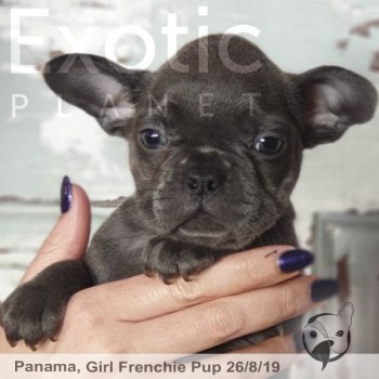Panama Blue Female Frenchie Puppy POA